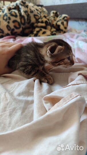 Кошечка вислоухая