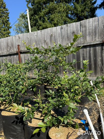 Голубика в 50-литровых гроубэгах