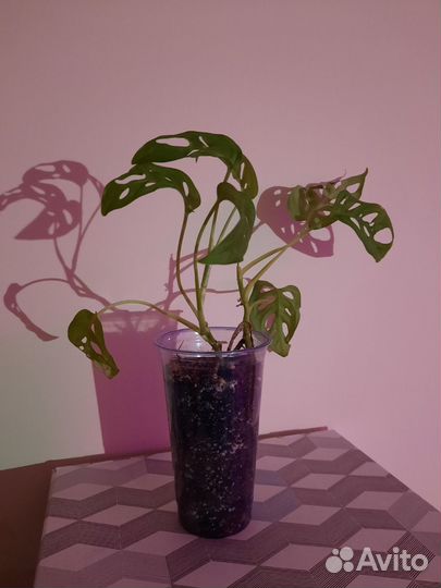 Монстера манка, замиокулькас, бегонии и др