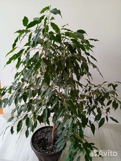 Отводки фикуса Бенджамина