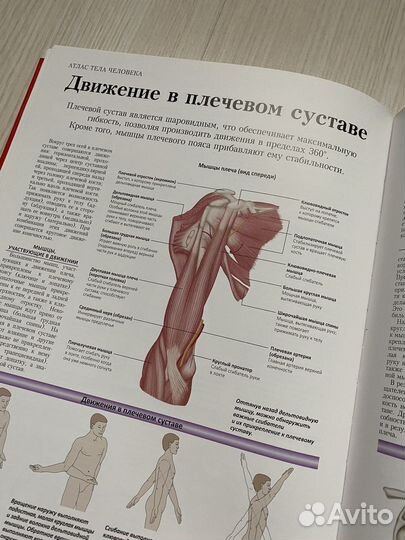 Атлас по анатомии