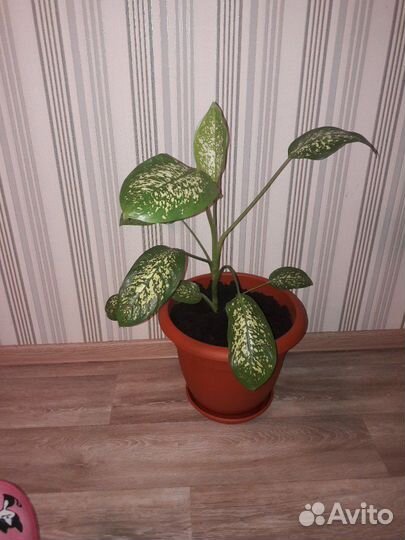 Диффенбахия