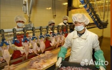 Укладчик -упаковщик куринных полуфабрикатов вахта