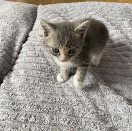Кошка в дар бесплатно