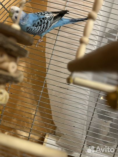 Волнистый попугай