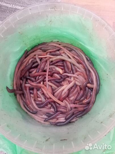 Наживка для ловли сома. Выползки