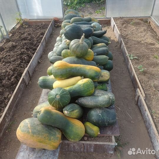 Продам тыкву оптом
