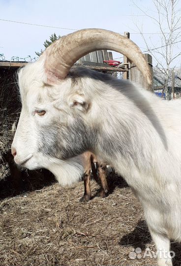 Козочки Ламанча