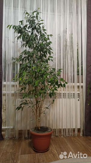 Фикус бенджамина большой