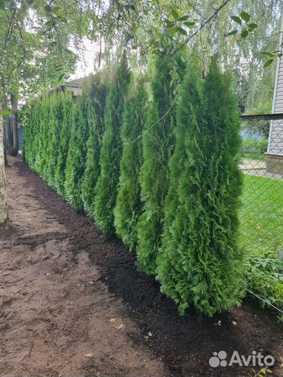 Туя смарагд экстра