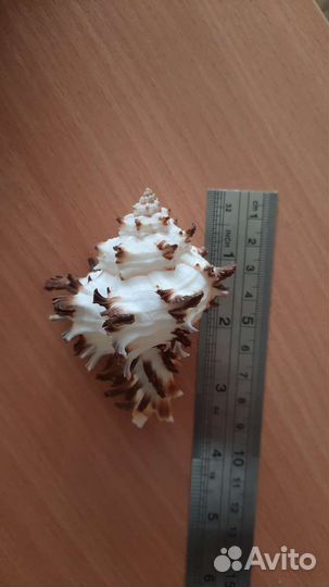 Морские ракушки раковины