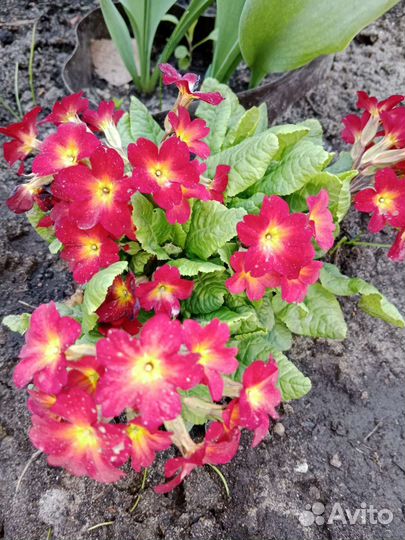 Первоцветы