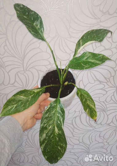 Спатифилум джемени