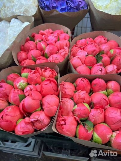 Пионы / Доставка цветов