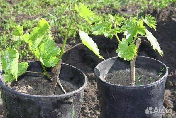 Саженцы винограда