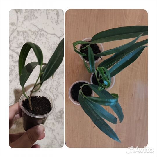 Фикусы сортовые