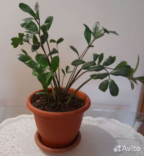 Замиокулькас