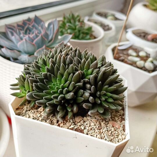 Суккуленты