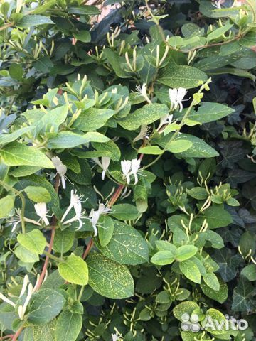 Вариегатные жимолость, бересклеты, плющи, форзиция