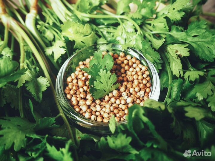 Семена. Укроп, кориандр, кинза, салат, петрушка