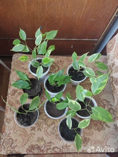 Фикус бенджамина Кинки, Бафт, Экзотика