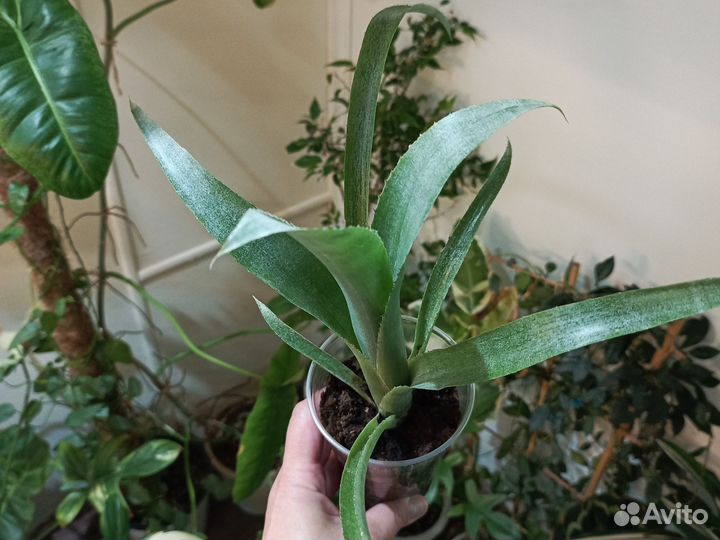 Бильбергия