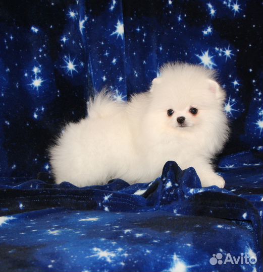 Мини мальчик белый померанец
