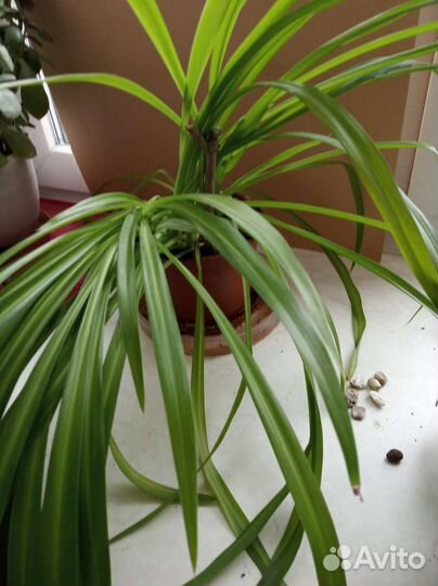 Комнатные растения. Каланхоэ Дегремона