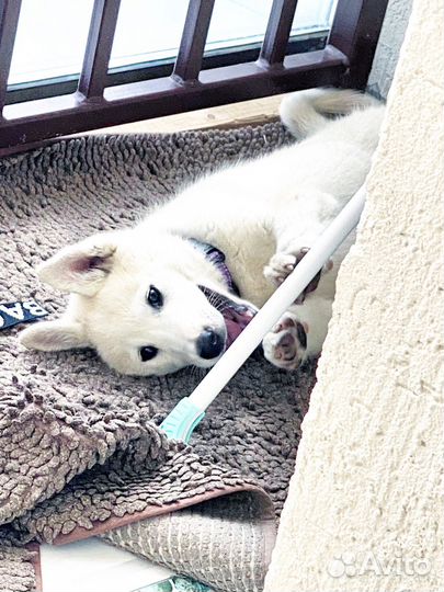 Щенок в добрые руки