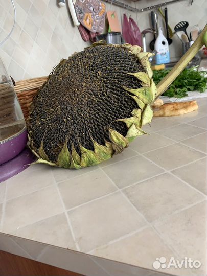 Подсолнух для попугая свежий бесплатно