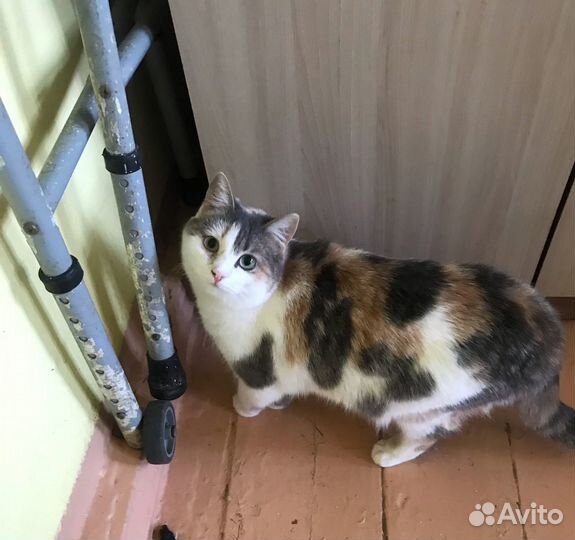 Молодя стерилизованная кошка