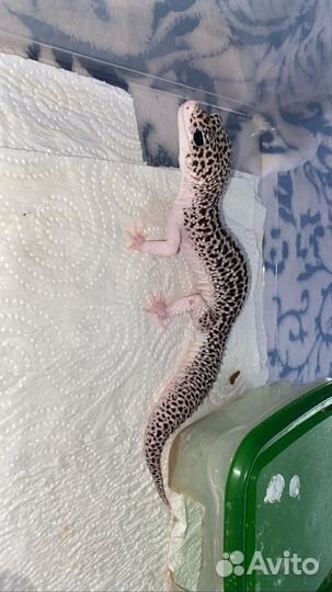 Самцы эублефаров на спаривание