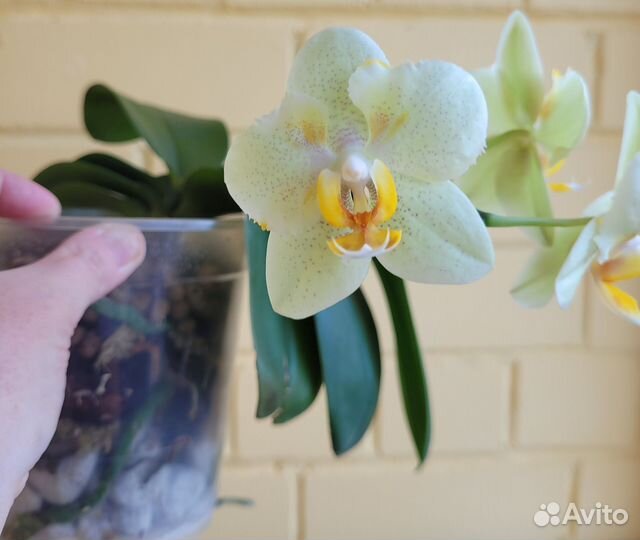 Орхидея фаленопсис редкий с мутацией
