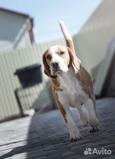 Щенки бигль