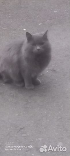 Кот в добрые руки