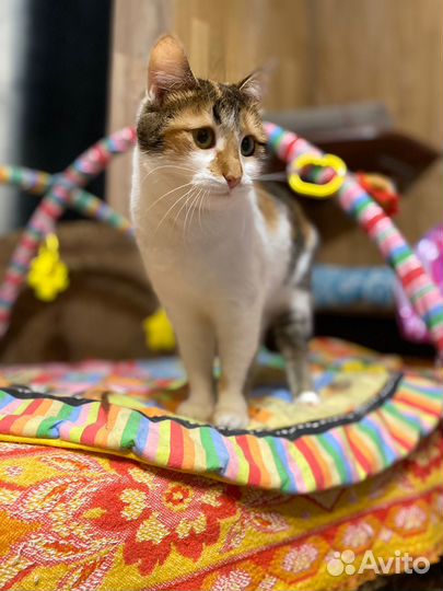 Кошечка Марта ищет семью