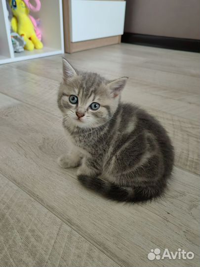 Британские котята