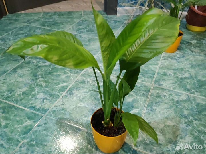 Спатифиллум, фикус, денежное дерево, монстера