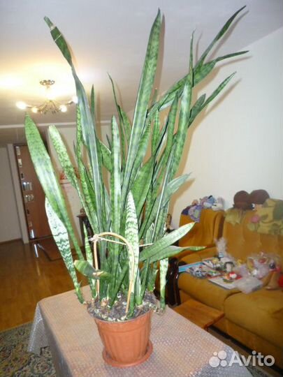 Цветок -сансевиерия (тёщин язык),охраняет дом