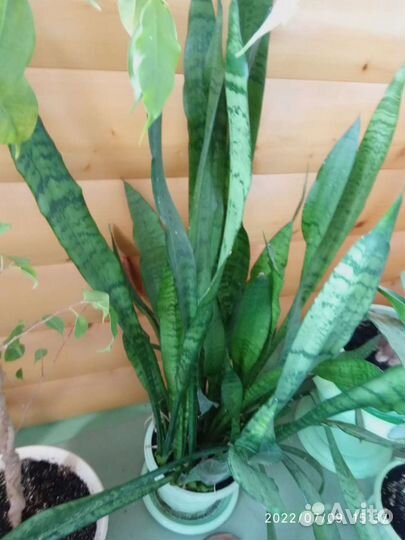 Комнатные растения цветы Обмен обновила 22.07