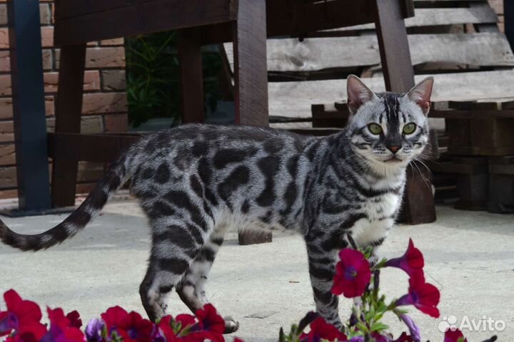 Бенгальский кот, угольное серебро