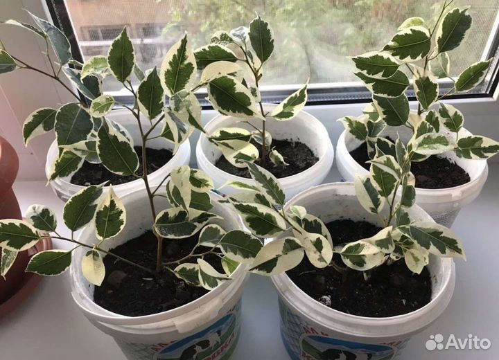 Фикус де гантель