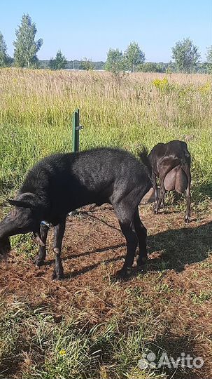 Альпийский комолый козлик на племя от удойной козы