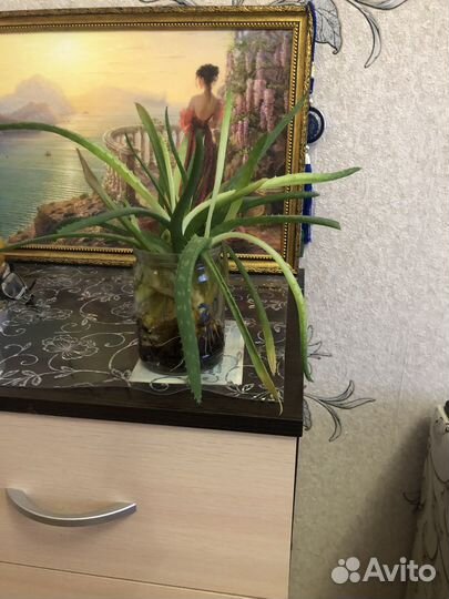 Отросток алоэ вера