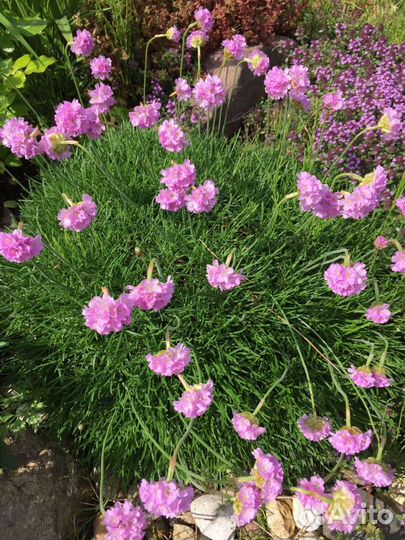 Почвопокровники: тимьян, армерия, седум