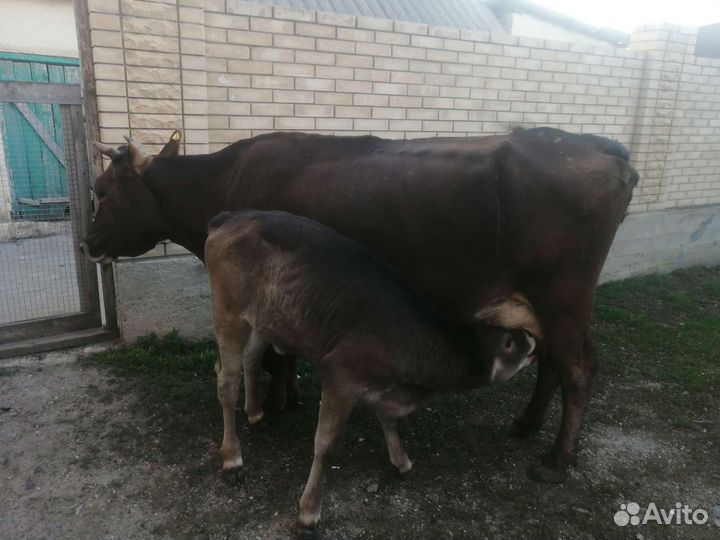 Корова дойная с теленком