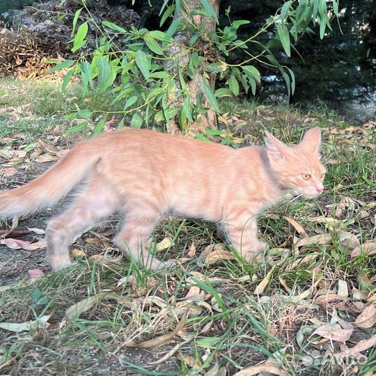 Котята в добрые руки мальчики