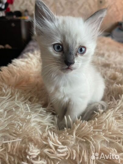 Подарю кошечек папа сиамский, мама британка