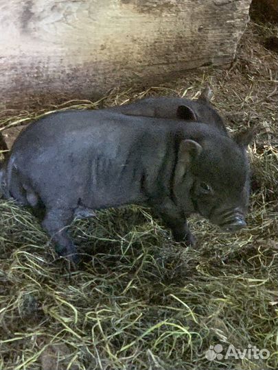Вьетнамский вислобрюхий поросенок