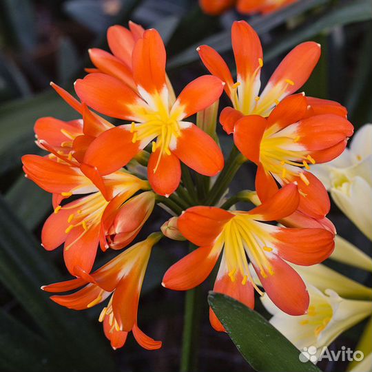 Кливия семена